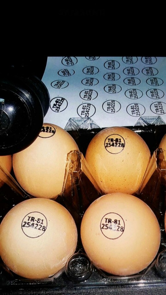 YUMURRTA KAŞESİ 0553 444 88 88