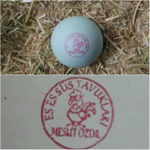 EGG STAMP 0553 444 88 88